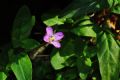 Epilobium obscurum